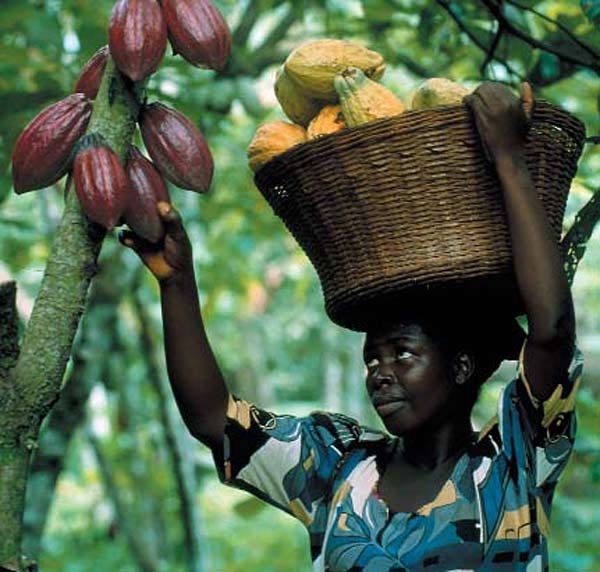 Cocoa Agenda Yields 28 Percent Increment