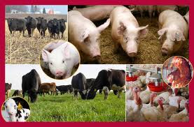 Improving Livestock Through AfDB-CBRADP Programme