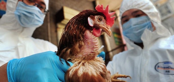 Bird Flu Now Ravaging 11 States In Nigeria