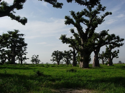 Goni Ahmed: Reinforcing The Green Wall Against Desertification<br />
<b>Deprecated</b>: strip_tags(): Passing null to parameter #1 ($string) of type string is deprecated in <b>/var/www/vhosts/economicconfidential.com/httpdocs/wp-content/themes/Newspaper/loop-single.php</b> on line <b>64</b><br />
Goni Ahmed: Reinforcing The Green Wall Against Desertification