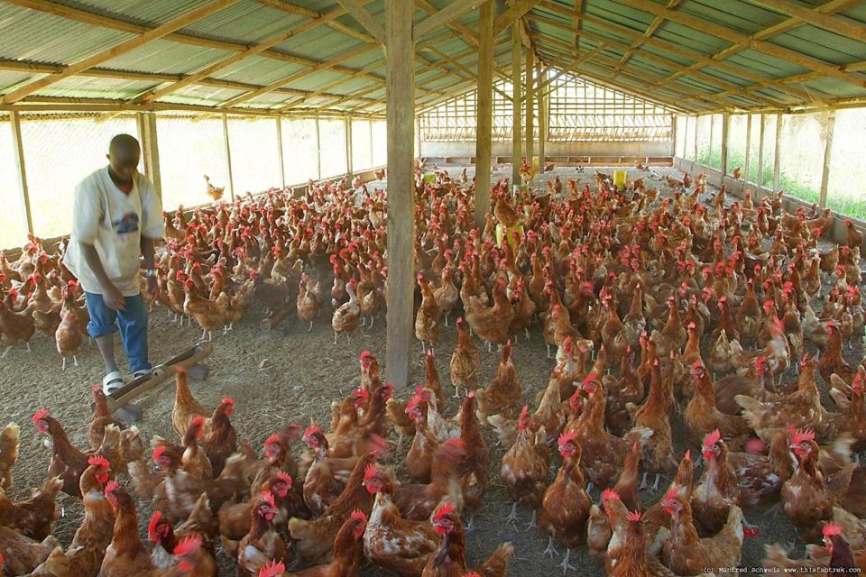 About 50% of Poultry Farmers in Nigeria Have Closed Their Shops – Poultry Association