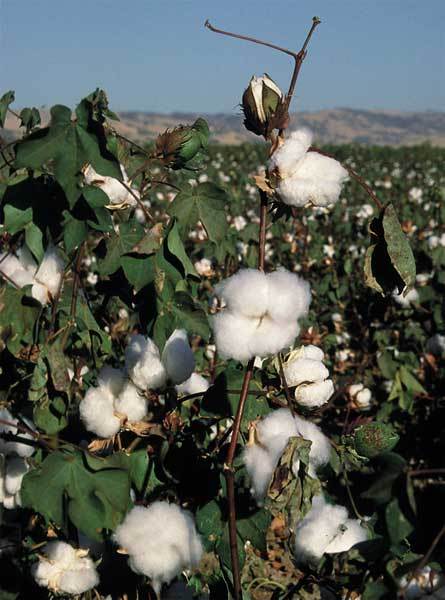 ‘Cotton Can Contribute 15% To GDP’