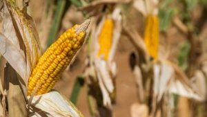 411737-maize-crop-getty