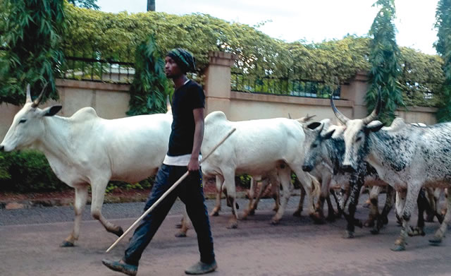 ‘Lagos Consumes N1.6bn Worth of Cattle Daily’