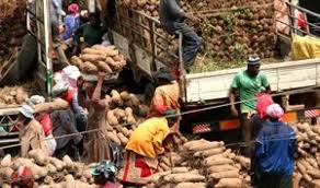 Planned Export Of 5,760 Tonnes Of Yam Rattle Consumers, Experts