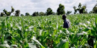 Maize Farm