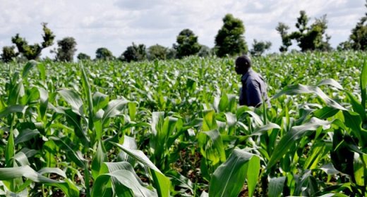 Maize Farm