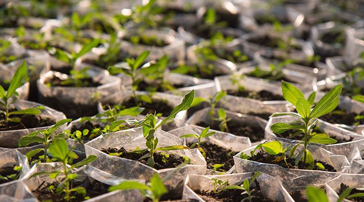 EU Plants 4.5 million Trees in Katsina