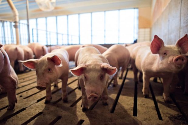 China Slams Tariffs on US Pork, 127 others<br />
<b>Deprecated</b>: strip_tags(): Passing null to parameter #1 ($string) of type string is deprecated in <b>/var/www/vhosts/economicconfidential.com/httpdocs/wp-content/themes/Newspaper/loop-single.php</b> on line <b>60</b><br />
China Slams Tariffs on US Pork, 127 others