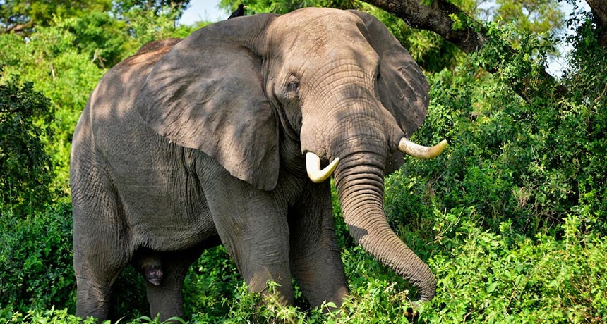 UK To Ban Ivory Sales
