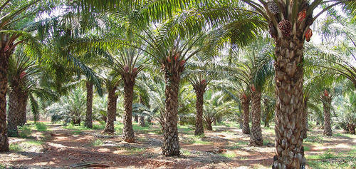 Edo Revives Oil Palm Belt With N91.3bn