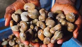 Cashew Export