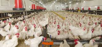 Poultry Investors Divest, Sell Off Birds Over Feed Scarcity