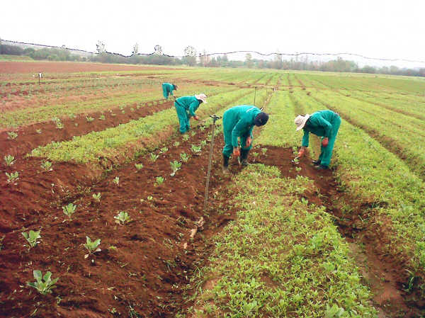 Farmers Urge FG to Fast-Track Tractor Importation From Brazil