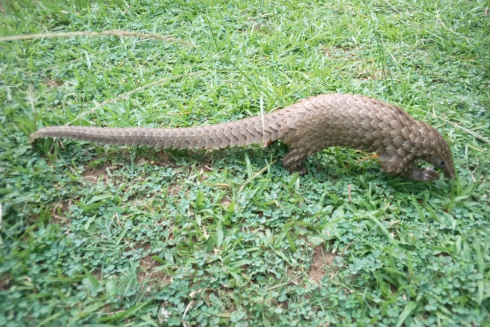 Customs Impounds $900m worth of Pangolin in 2018<br />
<b>Deprecated</b>: strip_tags(): Passing null to parameter #1 ($string) of type string is deprecated in <b>/var/www/vhosts/economicconfidential.com/httpdocs/wp-content/themes/Newspaper/loop-single.php</b> on line <b>60</b><br />
Customs Impounds $900m worth of Pangolin in 2018