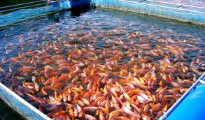 Small Scale Farmers Get Fish Production Training<br />
<b>Deprecated</b>: strip_tags(): Passing null to parameter #1 ($string) of type string is deprecated in <b>/var/www/vhosts/economicconfidential.com/httpdocs/wp-content/themes/Newspaper/loop-single.php</b> on line <b>64</b><br />
Small Scale Farmers Get Fish Production Training