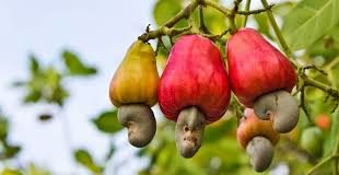 Cashew Fruit