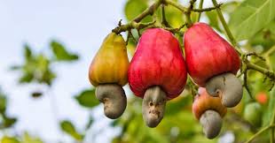 Cashew Fruit