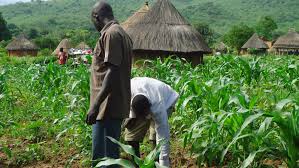 FAO To Assist 688,800 People For Rainy Season Farming