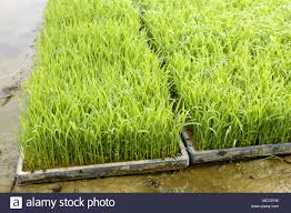 FG Orders N3bn Rice Seedlings From C/River