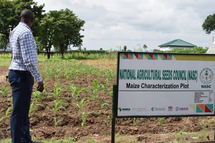 NASC Maize Characterization Plot