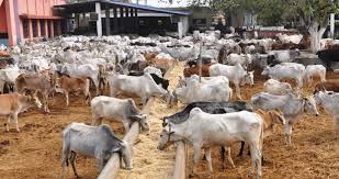 Ekiti Backs Firm On Dairy Farm Revival