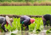 Rice Farmers AGRIPMENT