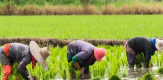 Rice Farmers AGRIPMENT