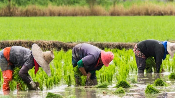 Rice Farmers AGRIPMENT