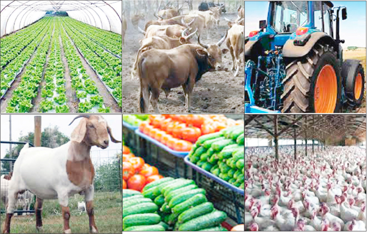 Foundation To Train 500 Youths On Agri-business