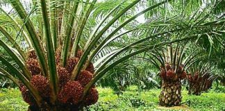 Oil Palm Plantation