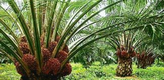 Farmers Worry Over Low Quality Oil Palm In Nigeria<br />
<b>Deprecated</b>: strip_tags(): Passing null to parameter #1 ($string) of type string is deprecated in <b>/var/www/vhosts/economicconfidential.com/httpdocs/wp-content/themes/Newspaper/loop-single.php</b> on line <b>60</b><br />
Farmers Worry Over Low Quality Oil Palm In Nigeria