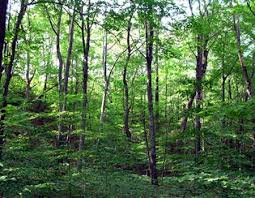 International Day of Forest: Forests are more than just trees