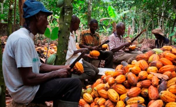 Cocoa Farmers