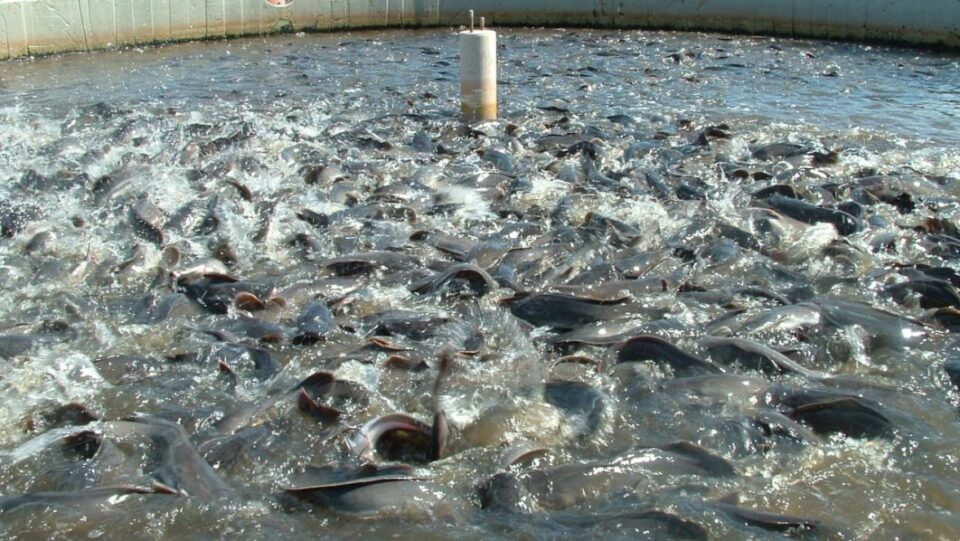Borno Fish Traders, Union Protest over N3bn Revenue<br />
<b>Deprecated</b>: strip_tags(): Passing null to parameter #1 ($string) of type string is deprecated in <b>/var/www/vhosts/economicconfidential.com/httpdocs/wp-content/themes/Newspaper/loop-single.php</b> on line <b>60</b><br />
Borno Fish Traders, Union Protest over N3bn Revenue