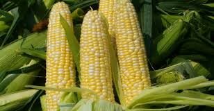 Maize