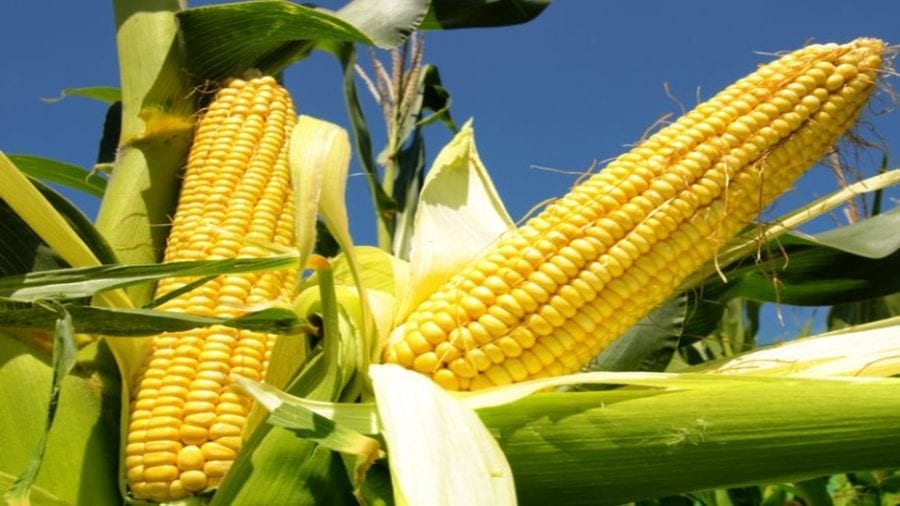 How Nigeria Can Double Maize Production, Achieve Self Sufficiency – Karume