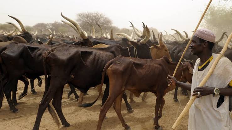 Ranching is More Beneficial for Herder-Farmer Relations, by Kayode Ajulo