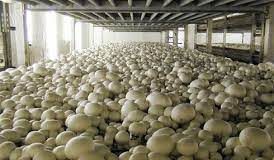 Mushroom Farm