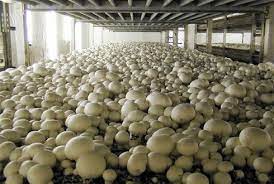 Mushroom Farm