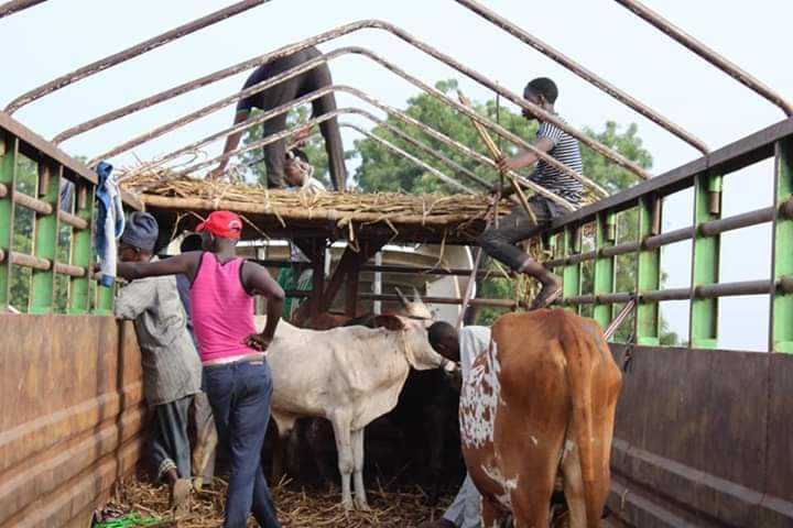 Cattle Rearing