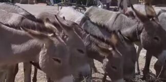 Donkeys