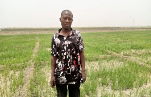 Rice Farmer in Kano