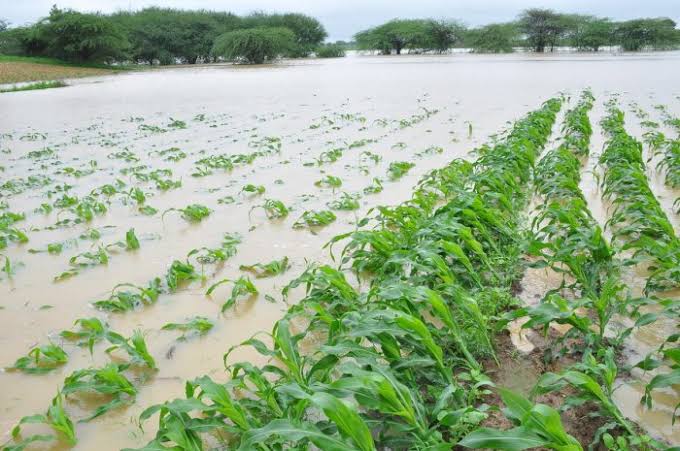 Flooded Farm