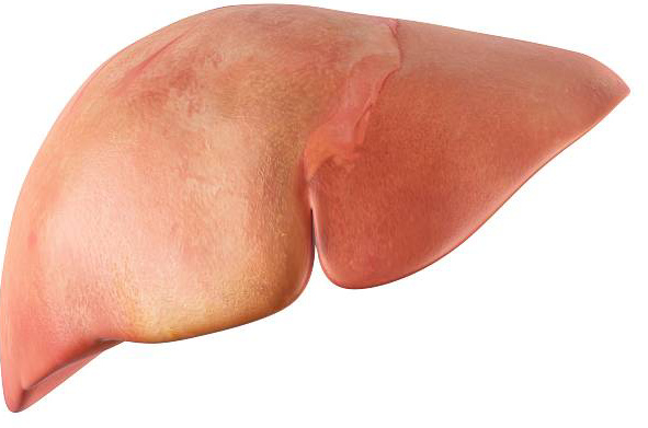 The Human Liver